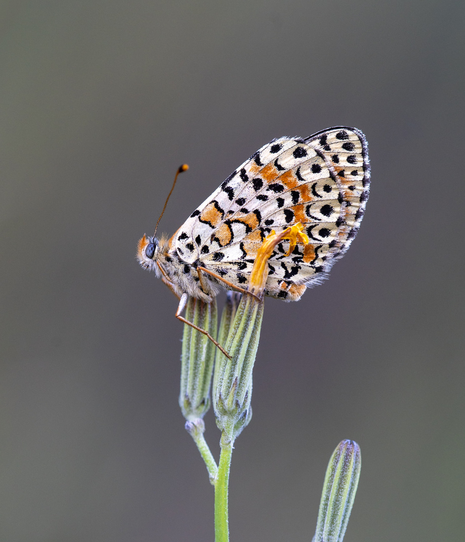 Roter Scheckenfalter II