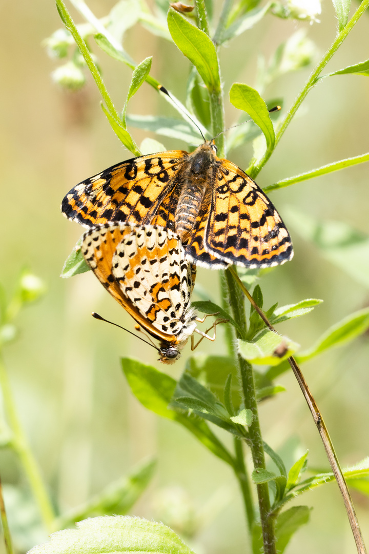 Roter Scheckenfalter( M- dydima)