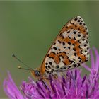 Roter Scheckenfalter (Melitaea didyma)