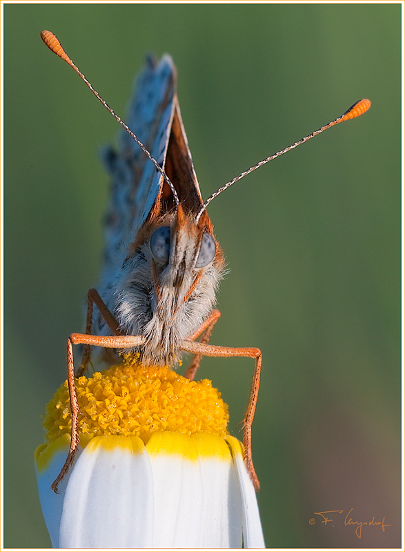 Roter Scheckenfalter (Melitaea didyma) (2)