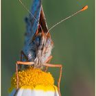 Roter Scheckenfalter (Melitaea didyma) (2)