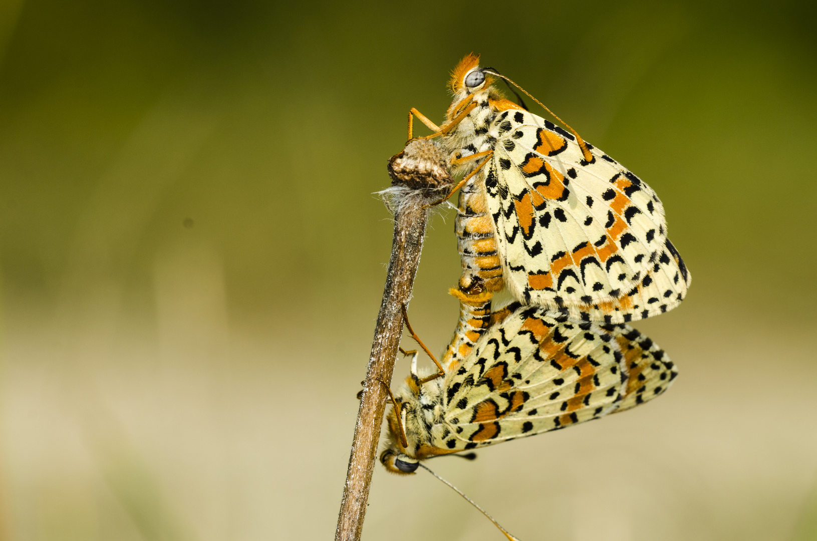 Roter Scheckenfalter (Melitaea didyma)