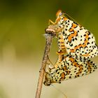 Roter Scheckenfalter (Melitaea didyma)