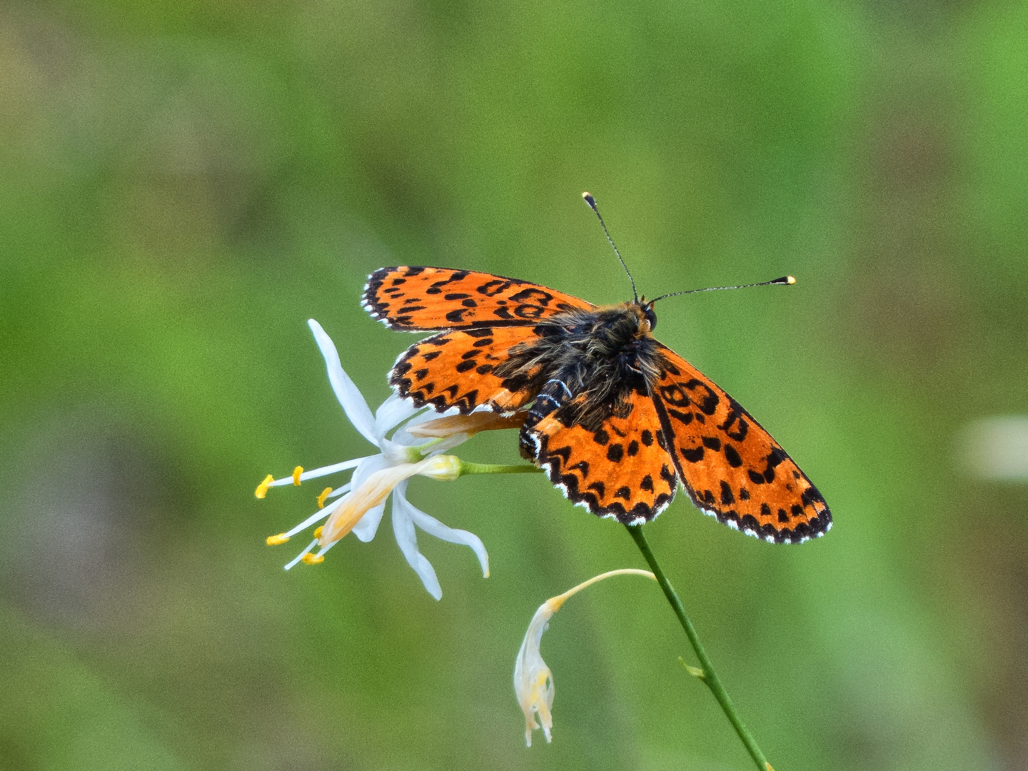 Roter Scheckenfalter (Melitaea didyma)