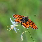 Roter Scheckenfalter (Melitaea didyma)