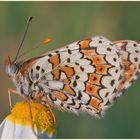 Roter Scheckenfalter (Melitaea didyma)