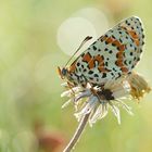 Roter Scheckenfalter (Melitaea didyma)