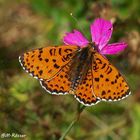 Roter Scheckenfalter (Melitaea didyma)