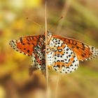 Roter-Scheckenfalter (Melitaea didyma)