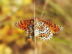 Roter-Scheckenfalter (Melitaea didyma)