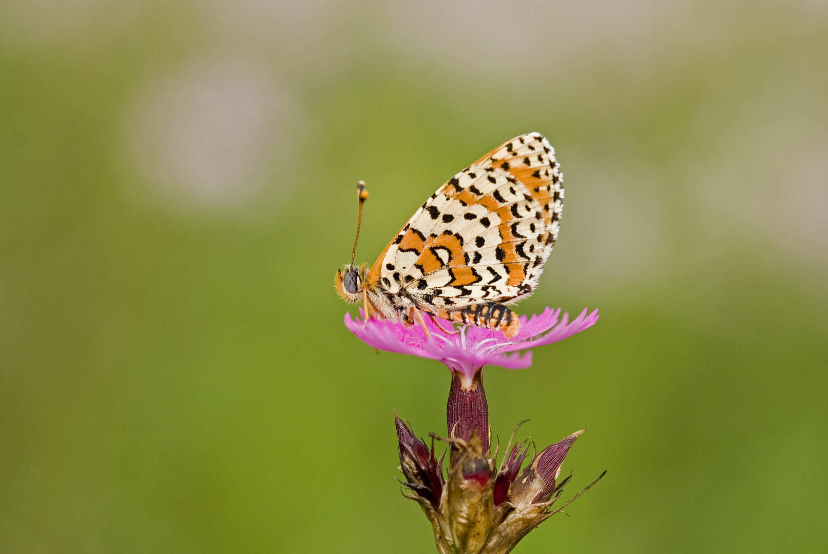 Roter Scheckenfalter (Melitaea didyma)