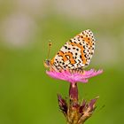 Roter Scheckenfalter (Melitaea didyma)