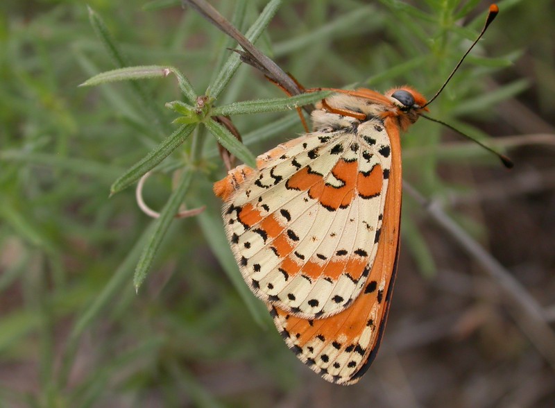 roter Scheckenfalter [Melitaea didyma ]