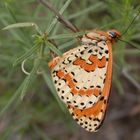 roter Scheckenfalter [Melitaea didyma ]