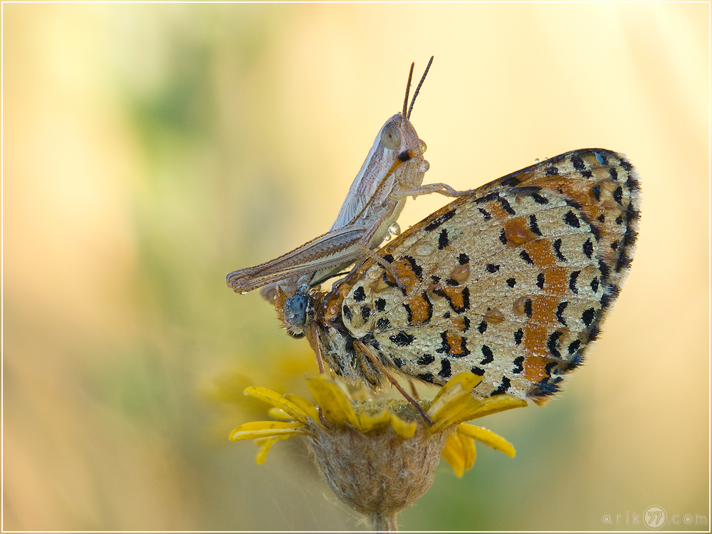 Roter Scheckenfalter - Melitaea didyma