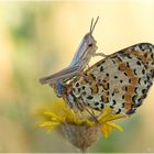 Roter Scheckenfalter - Melitaea didyma