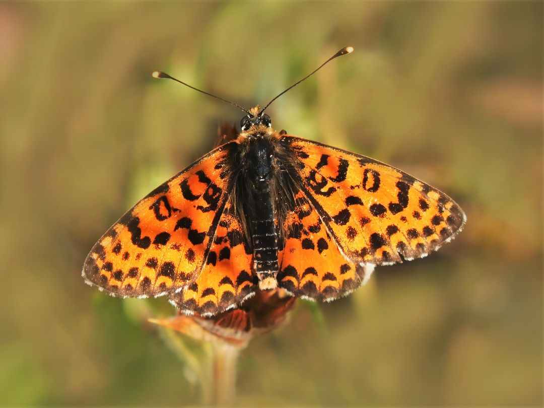 Roter-Scheckenfalter (Melitaea didyma)