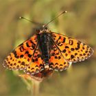 Roter-Scheckenfalter (Melitaea didyma)