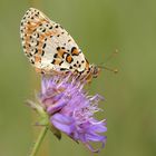 Roter Scheckenfalter - Melitaea didyma