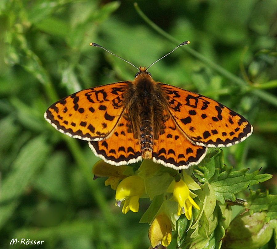 Roter Scheckenfalter (Melitaea didyma)