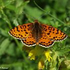 Roter Scheckenfalter (Melitaea didyma)