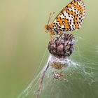 Roter Scheckenfalter ( Melitaea didyma )