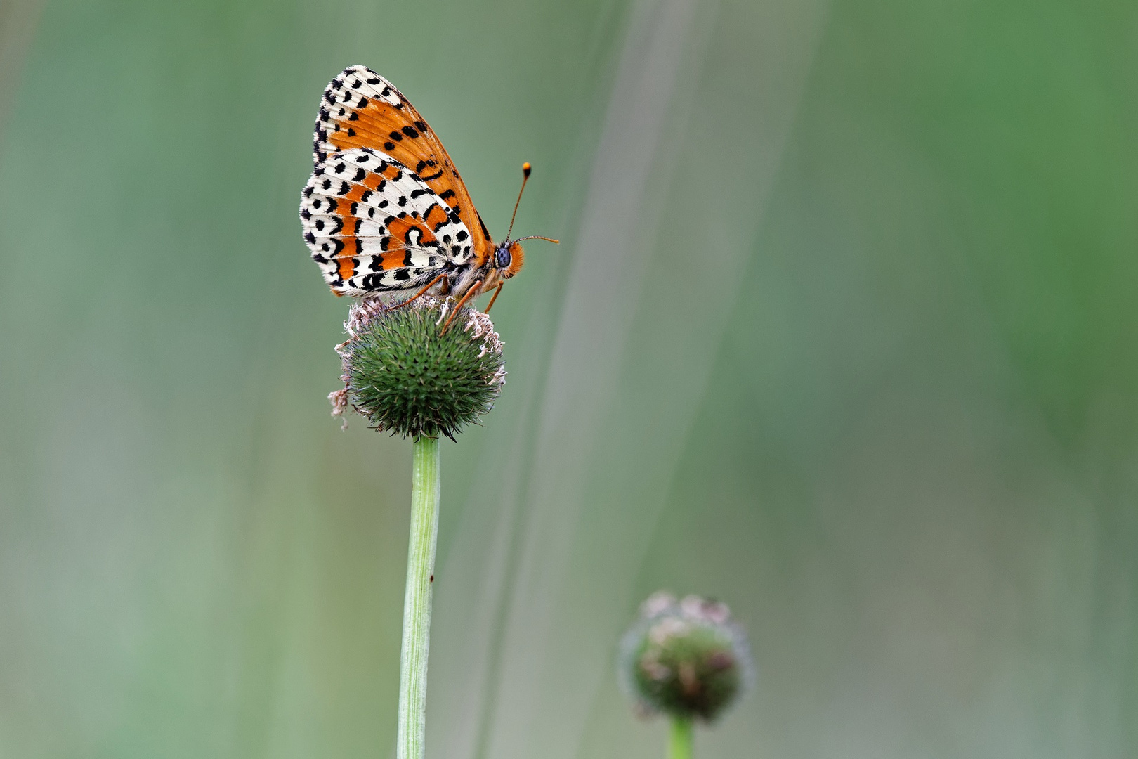 Roter Scheckenfalter (Melitaea didyma)