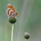 Roter Scheckenfalter (Melitaea didyma)