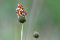 Roter Scheckenfalter (Melitaea didyma)