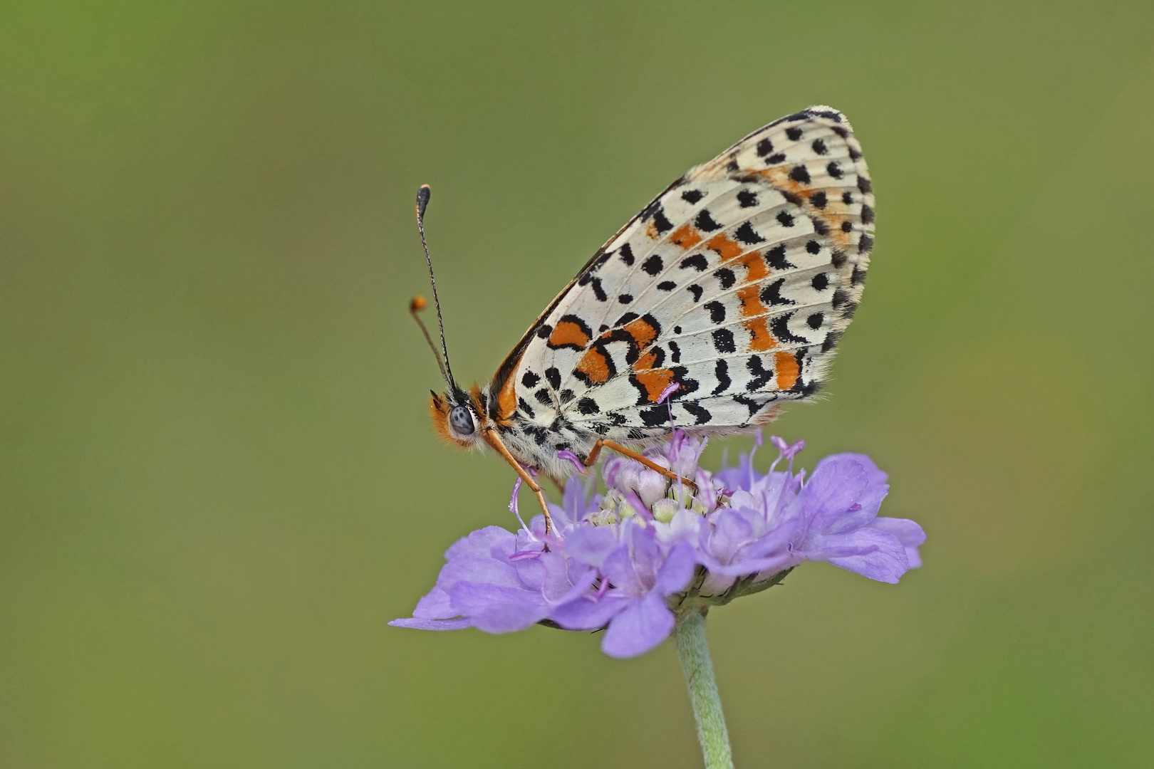 Roter Scheckenfalter (Melitaea didyma)