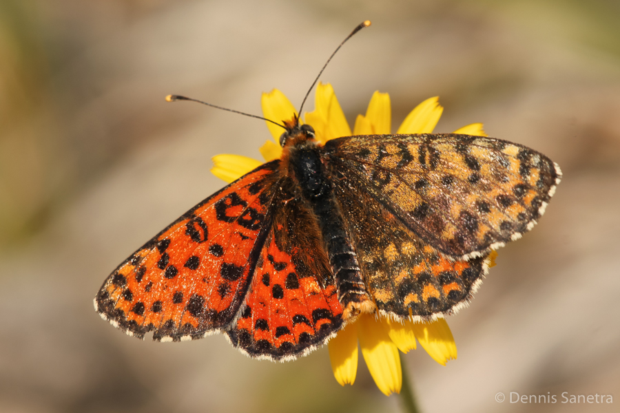 Roter Scheckenfalter (Melitaea didyma) Gynander