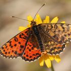 Roter Scheckenfalter (Melitaea didyma) Gynander