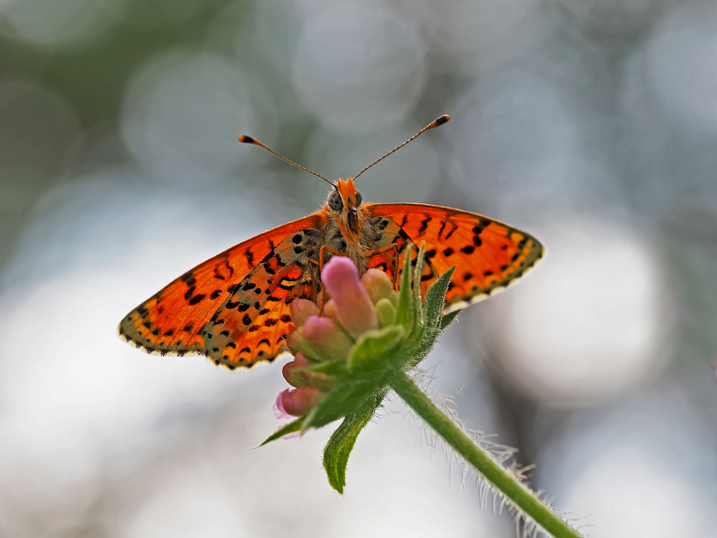 Roter Scheckenfalter (Melitaea didyma) - La Mélitée orangée.