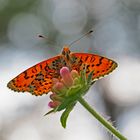 Roter Scheckenfalter (Melitaea didyma) - La Mélitée orangée.