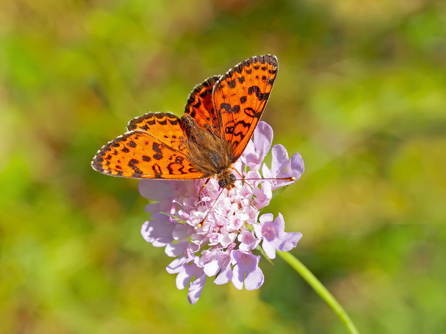 Roter Scheckenfalter (Melitaea didyma) - La Mélitée orangée.