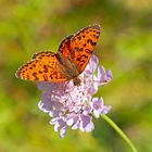 Roter Scheckenfalter (Melitaea didyma) - La Mélitée orangée.