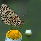 Roter Scheckenfalter (Melitaea didyma) - La Mélitée orangée.