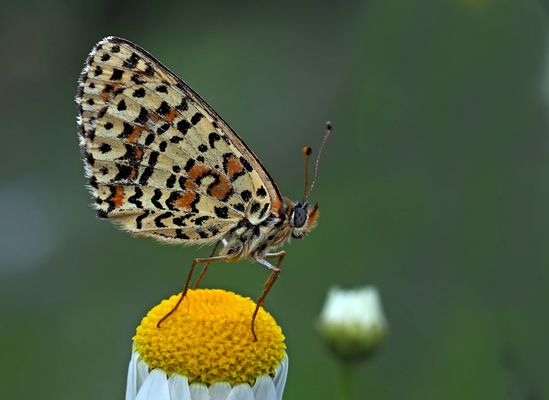 Roter Scheckenfalter (Melitaea didyma) - La Mélitée orangée.