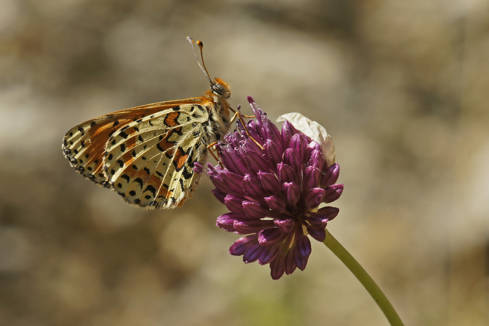 Roter Scheckenfalter (Melitaea didyma), Männchen