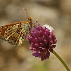 Roter Scheckenfalter (Melitaea didyma), Männchen