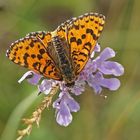 Roter Scheckenfalter (Melitaea didyma), Männchen