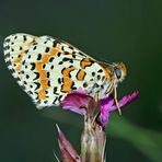  Roter Scheckenfalter (Melitaea didyma), Männchen - Le mâle de la Mélitée orangée. Photo 1 