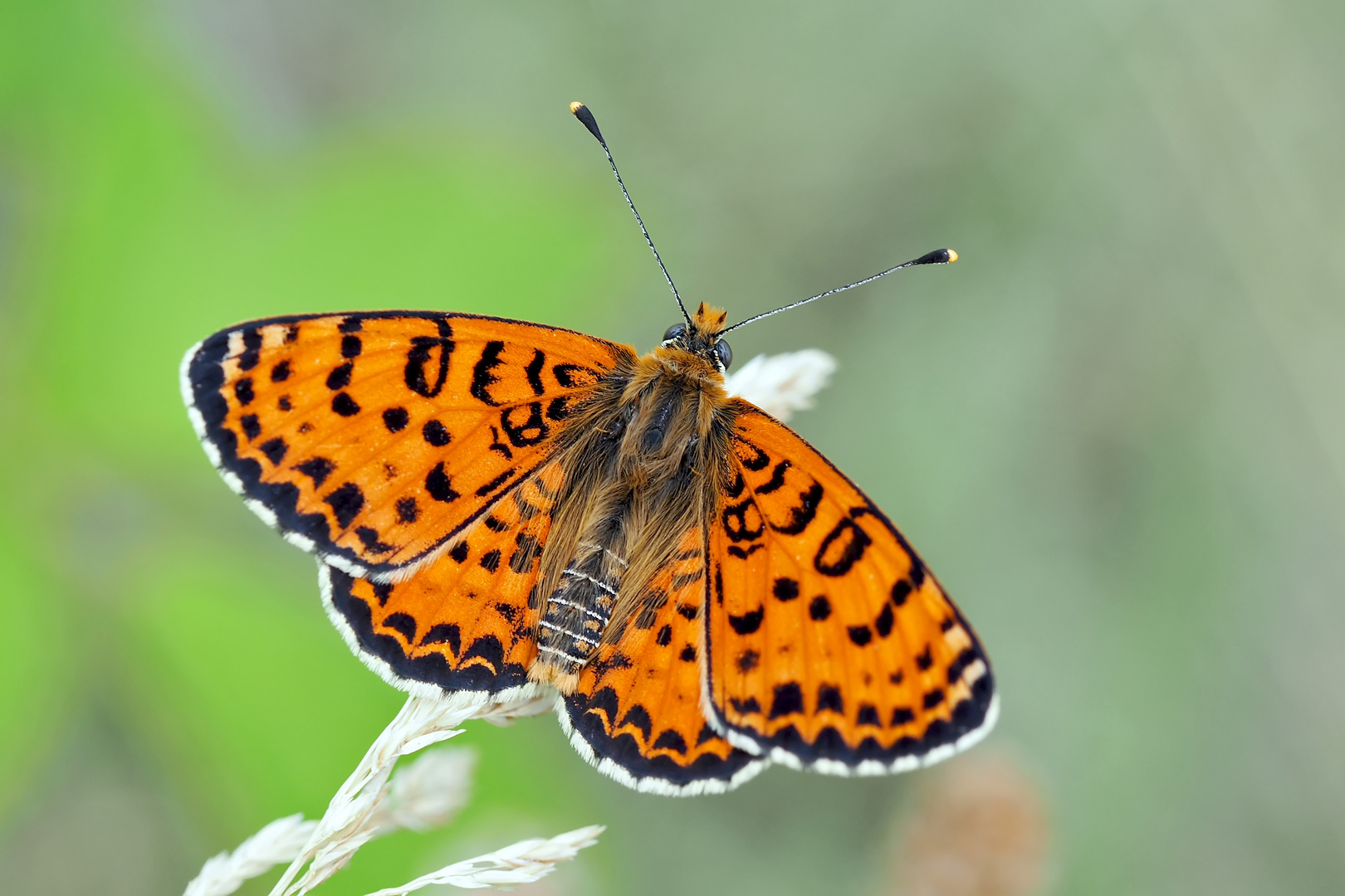  Roter Scheckenfalter (Melitaea didyma), Männchen - Le mâle de la Mélitée orangée. Photo 2