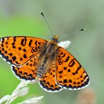  Roter Scheckenfalter (Melitaea didyma), Männchen - Le mâle de la Mélitée orangée. Photo 2