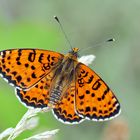  Roter Scheckenfalter (Melitaea didyma), Männchen - Le mâle de la Mélitée orangée. Photo 2