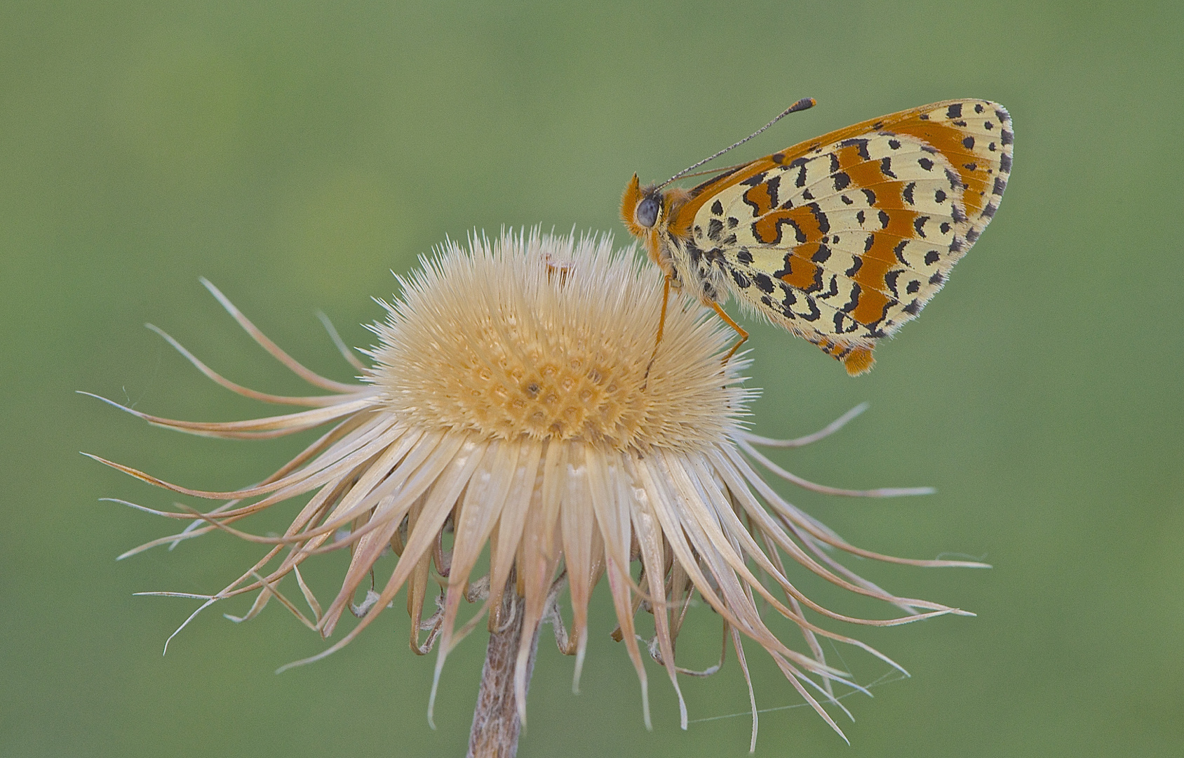 Roter Scheckenfalter, Melitaea didyma, Nordost-Ungarn