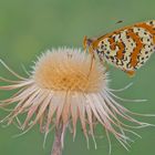 Roter Scheckenfalter, Melitaea didyma, Nordost-Ungarn