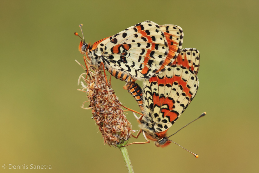 Roter Scheckenfalter (Melitaea didyma) Paarung