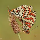 Roter Scheckenfalter (Melitaea didyma) Paarung