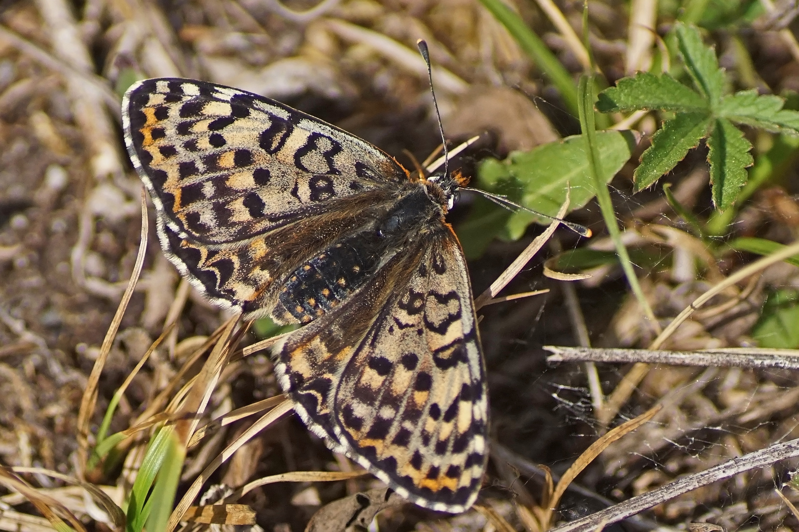 Roter Scheckenfalter (Melitaea didyma), Weibchen